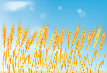 Ripe yellow wheat ears, agricultural vector illustration.