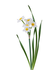 Obraz na płótnie Canvas White Daffodil