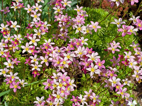 Moossteinbrech - Saxifraga bryoides