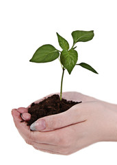 Small little plant in woman's hand