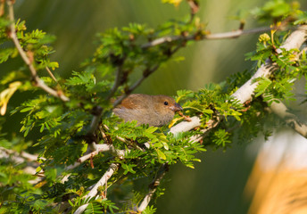 Petit oiseau de la Guadeloupe