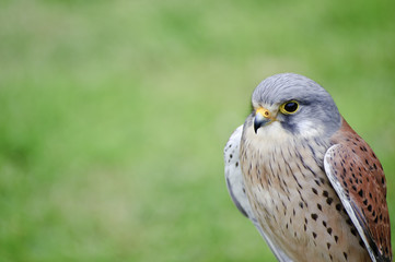 Male kestrel bird of prey raptor during falconry display