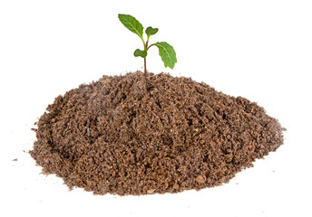 Cabbage seedling isolated on white background