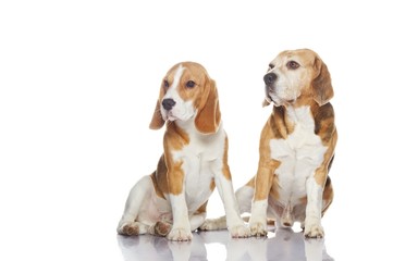 Two beagle dogs isolated on white background