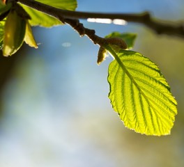 Green plants over abstract blurred background