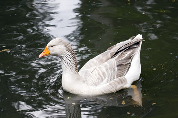 Goose
