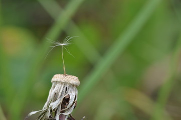 Pollen