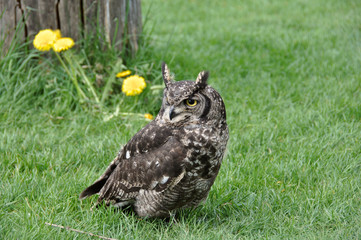 Long-eared Owl (Asio otus) on grass