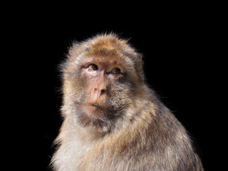 Obraz premium Barbary Macaque (Macaca sylvanus) isolated on black