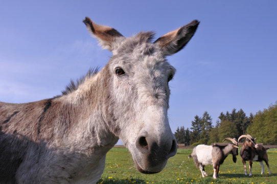 Close-up of a donkey in a field (Equus asinus)