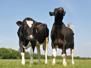 Two beautiful curious young cows in a field