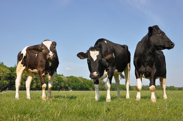 Three beautiful curious young cows in a field