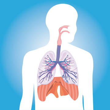 respiratory system lungs vector human body illustration