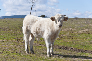Chotos en la Sierra de Guadarrama, España