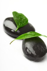 black stones and green leaves