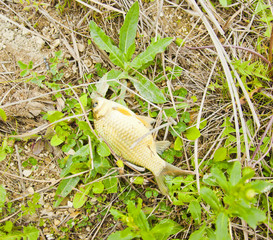 The nature of mountain Crimea