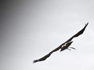 Harris hawk bird of prey during falconry display