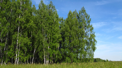 edge of birch forest