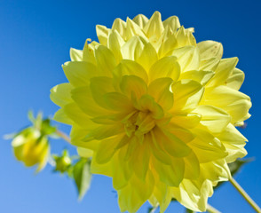 dahlia jaune