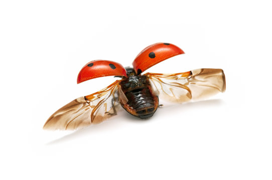 Ladybug with wings open