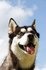 Husky.