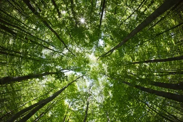 Afwasbaar Fotobehang Bomen lentebos boomtoppen (opzettelijk vervormd beeld  geschoten met