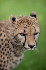 Cheetah (Acinonyx jubatus)