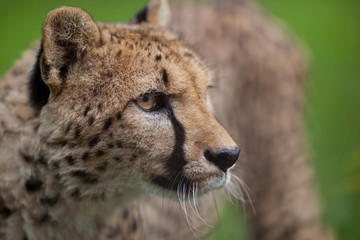 Cheetah (Acinonyx jubatus)