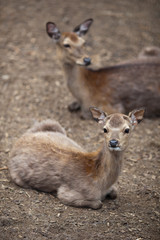 sika deer (lat. Cervus nippon)