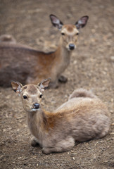 sika deer (lat. Cervus nippon)