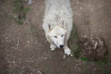 Obraz premium Arctic Wolf (Canis lupus arctos) aka Polar Wolf or White Wolf -