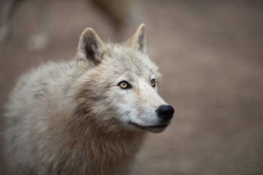 Arctic Wolf (Canis lupus arctos) aka Polar Wolf or White Wolf - © lightpoet