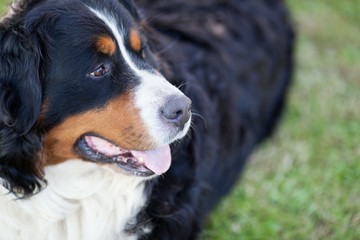 Bernese Mountain Dog (Berner Sennenhund, Bernois)