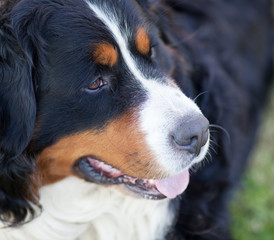Bernese Mountain Dog (Berner Sennenhund, Bernois)