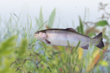 Fische 109