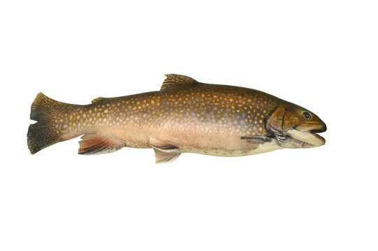 Fische 108