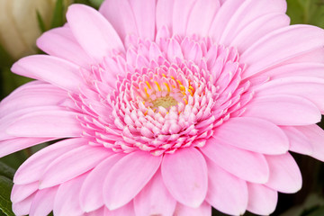 Pink Gerber flower in closeup