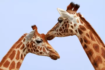 Crédence de cuisine en verre imprimé Girafe Deux têtes de girafes