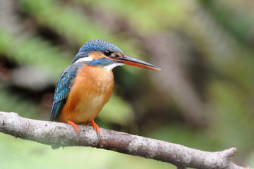 休憩中のカワセミ