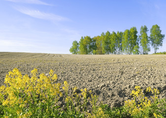 Wild turnip (Barbaréa vulgáris)