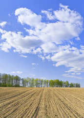 Spring landscape