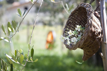 fiori nel canestro in campagna