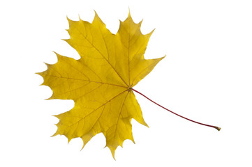 Ahorn Ahornblatt Blatt