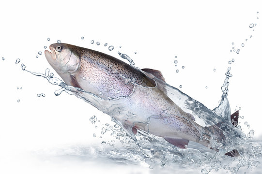 Fototapeta Fische 137