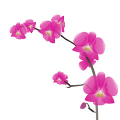 a branch of pink orchids, isolation