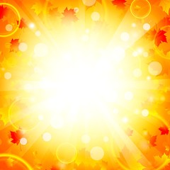 Maple leaves explosion background