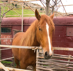 horse