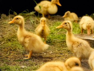 groups of ducklings