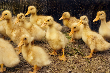 group of little yellow ducklings