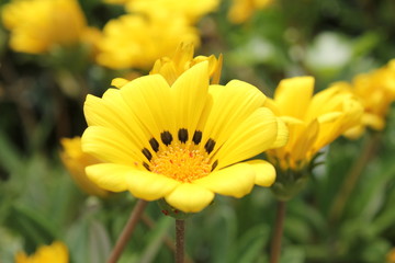 黄色いデイジー